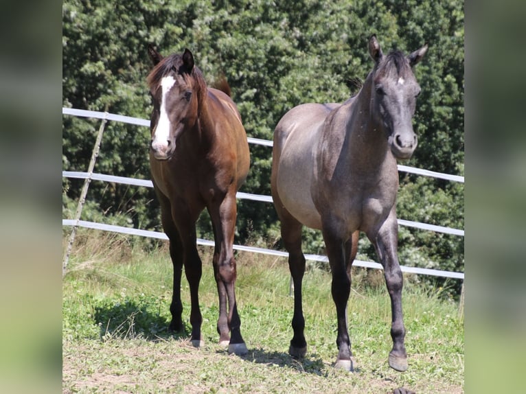 Quarter horse américain Jument 2 Ans 150 cm Peut devenir gris in Schwarzach