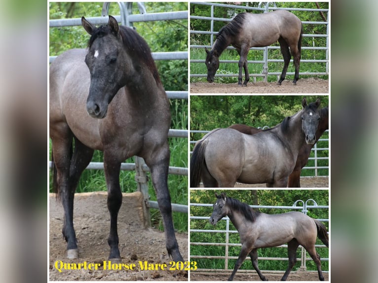 Quarter horse américain Jument 2 Ans 150 cm Peut devenir gris in Schwarzach