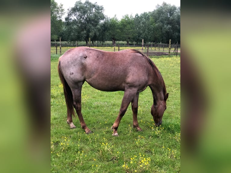 Quarter horse américain Jument 2 Ans 150 cm Rouan Rouge in Sint-Joris