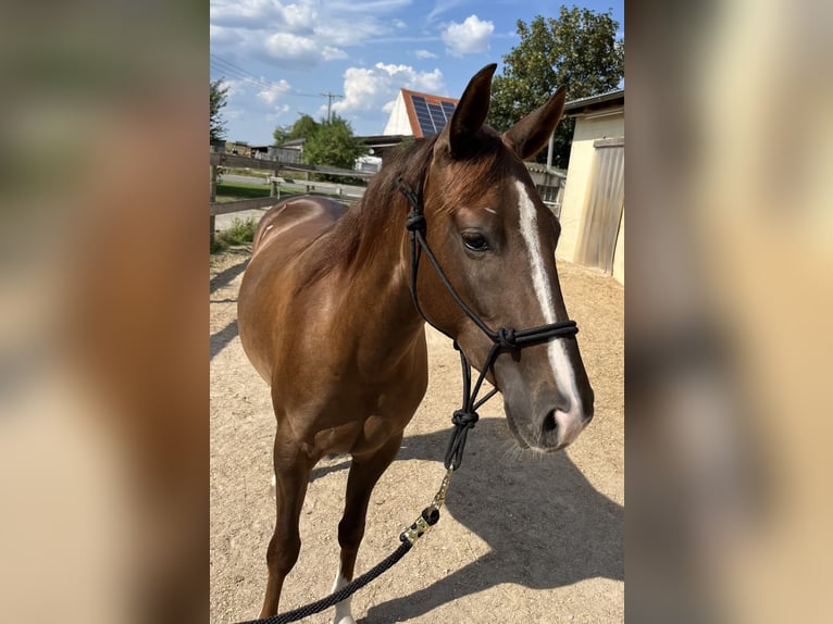 Quarter horse américain Jument 2 Ans 151 cm Alezan brûlé in Freystadt