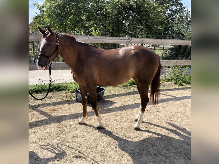 Quarter horse américain Jument 2 Ans 151 cm Alezan brûlé in Freystadt