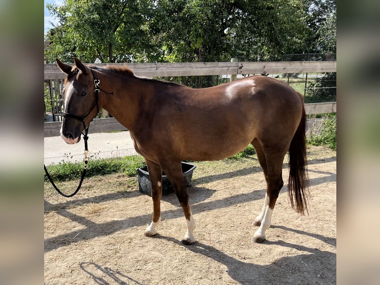 Quarter horse américain Jument 2 Ans 151 cm Alezan brûlé in Freystadt