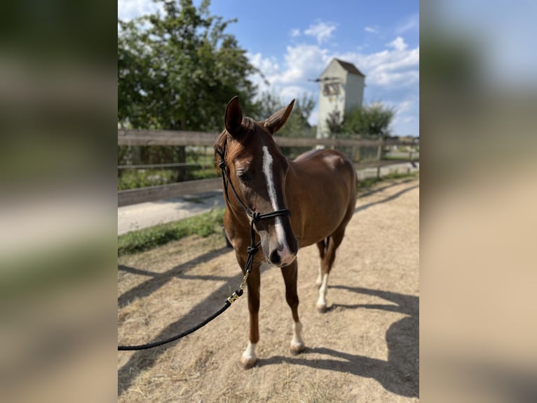 Quarter horse américain Jument 2 Ans 151 cm Alezan brûlé in Freystadt