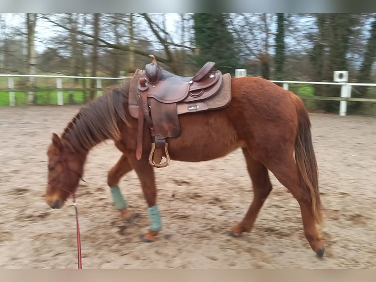 Quarter horse américain Jument 2 Ans 151 cm Alezan brûlé in Stade