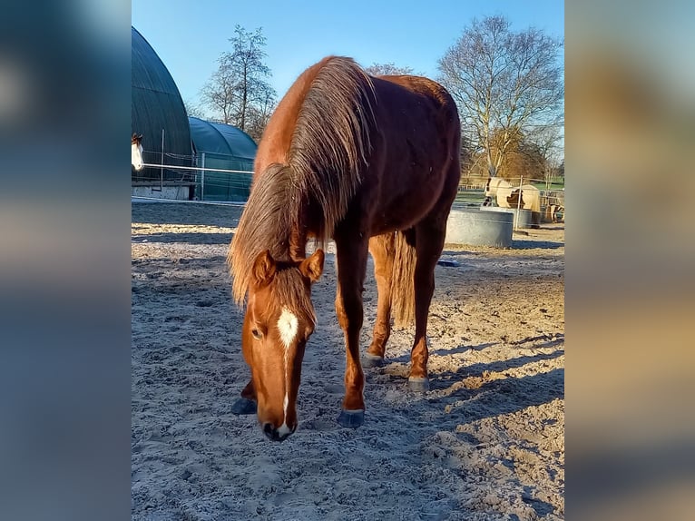 Quarter horse américain Jument 2 Ans 151 cm Alezan brûlé in Stade