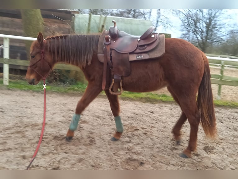 Quarter horse américain Jument 2 Ans 151 cm Alezan brûlé in Stade