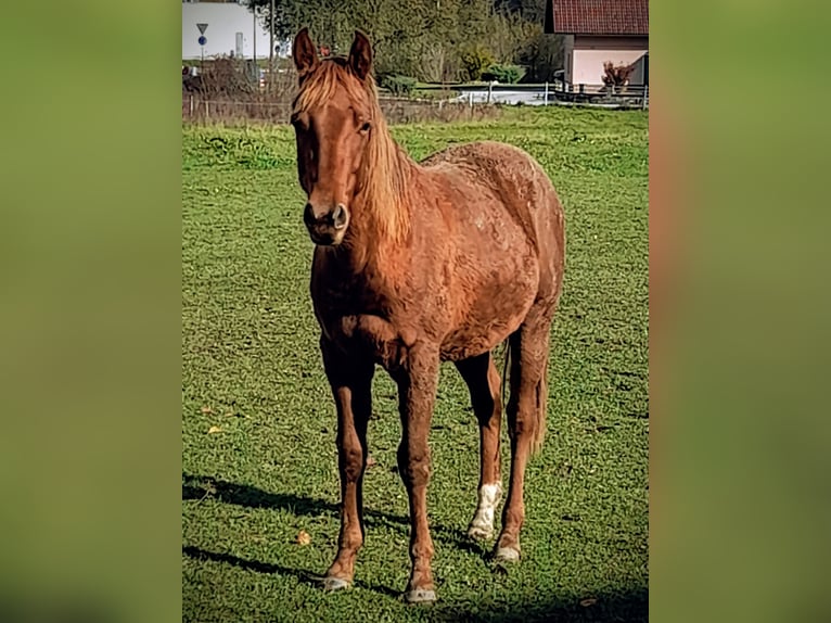 Quarter horse américain Jument 2 Ans 152 cm Bai in 1317