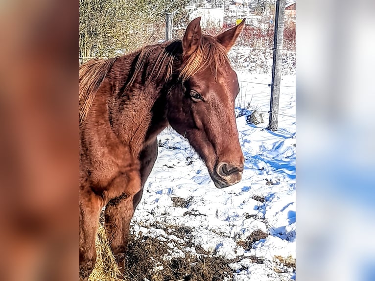 Quarter horse américain Jument 2 Ans 152 cm Bai in 1317