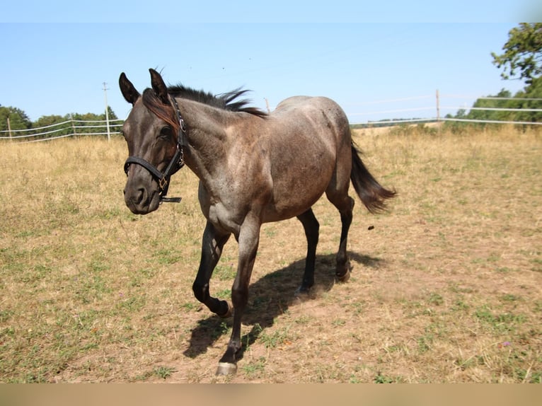 Quarter horse américain Jument 2 Ans 152 cm Rouan Bleu in Breitenbach