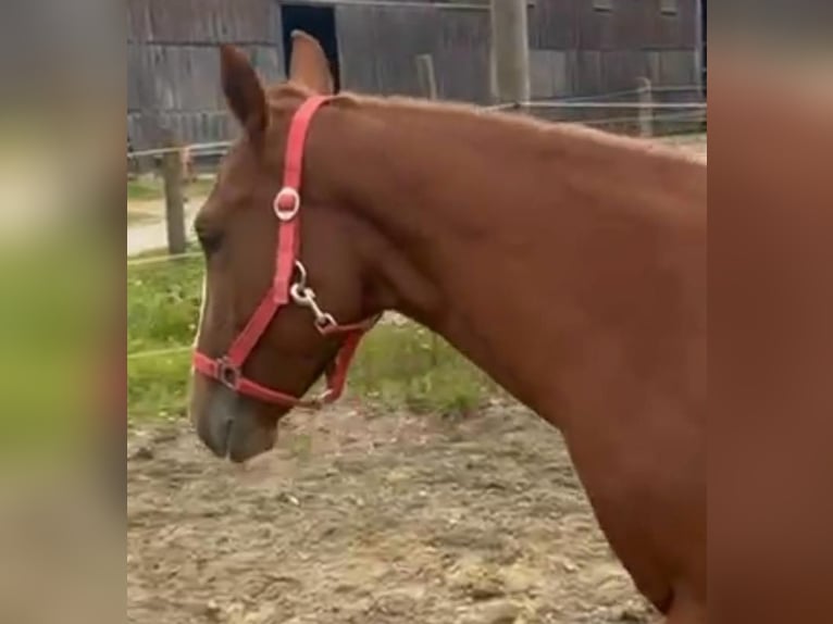 Quarter horse américain Jument 2 Ans 153 cm Alezan brûlé in Wasserburg am Inn