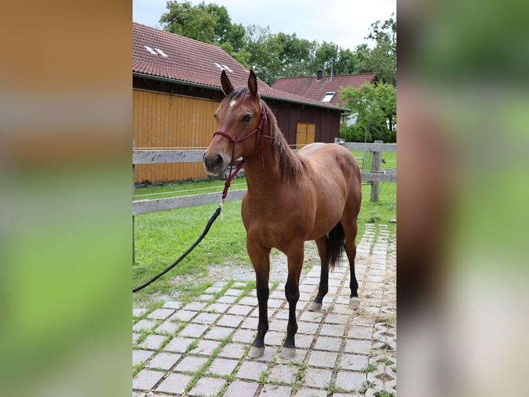 Quarter horse américain Jument 2 Ans 153 cm Bai in Fleischwangen