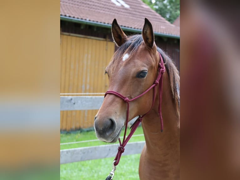 Quarter horse américain Jument 2 Ans 153 cm Bai in Fleischwangen