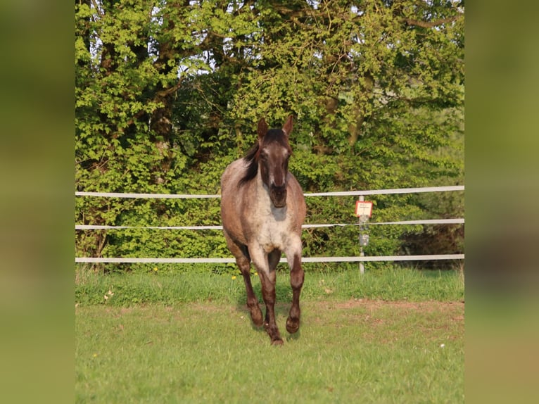 Quarter horse américain Jument 2 Ans 153 cm Rouan Bleu in Breitenbach
