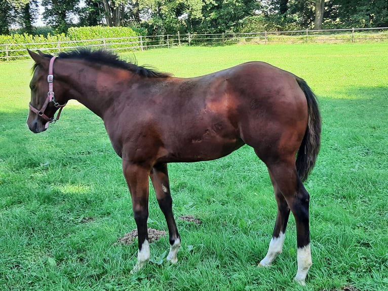 Quarter horse américain Jument 2 Ans 154 cm Bai in Bedburg-Hau