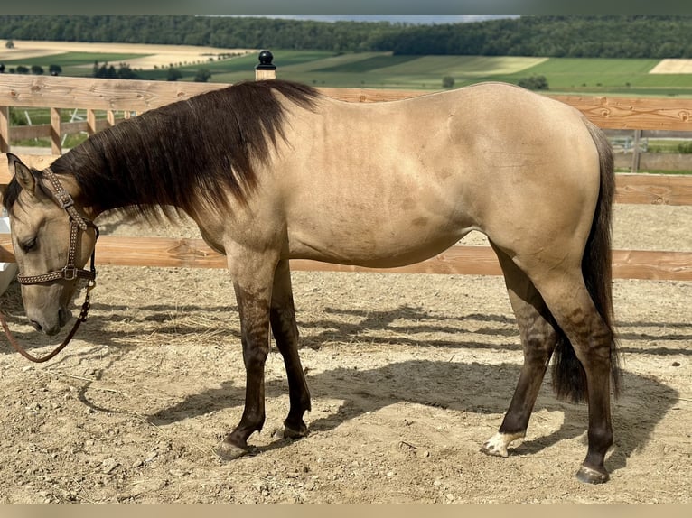 Quarter horse américain Jument 2 Ans 154 cm Buckskin in Alfeld (Leine)