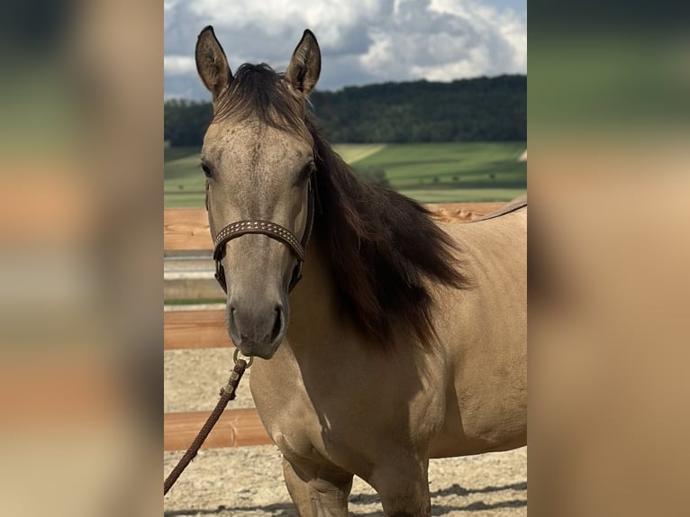 Quarter horse américain Jument 2 Ans 154 cm Buckskin in Alfeld (Leine)