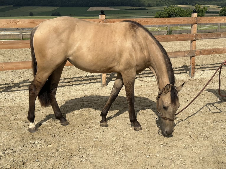 Quarter horse américain Jument 2 Ans 154 cm Buckskin in Alfeld (Leine)