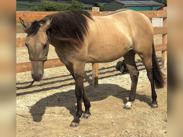Quarter horse américain Jument 2 Ans 154 cm Buckskin in Alfeld (Leine)