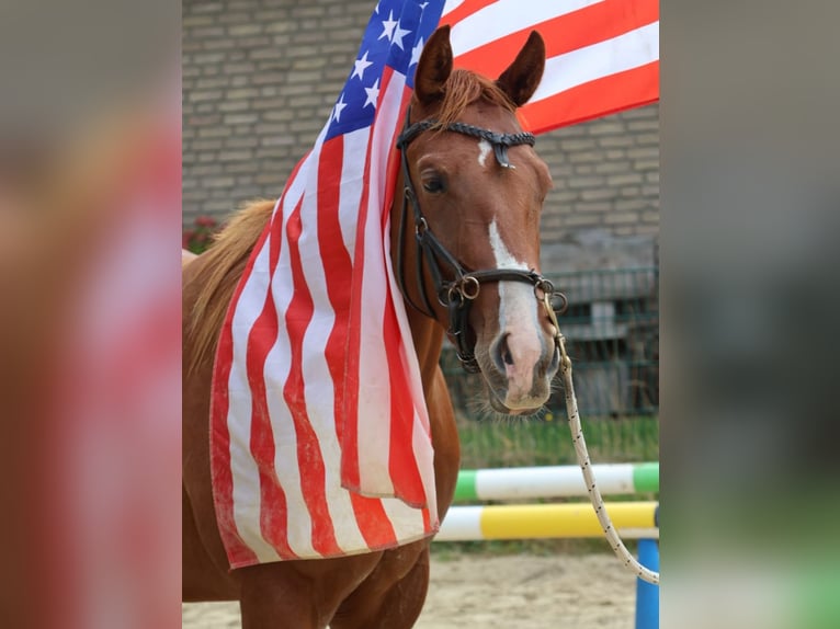 Quarter horse américain Jument 2 Ans 155 cm Alezan brûlé in Gro&#xDF; Ippener