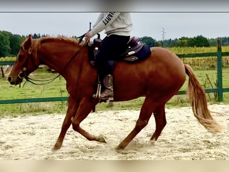 Quarter horse américain Jument 2 Ans 155 cm Alezan brûlé in Gro&#xDF; Ippener
