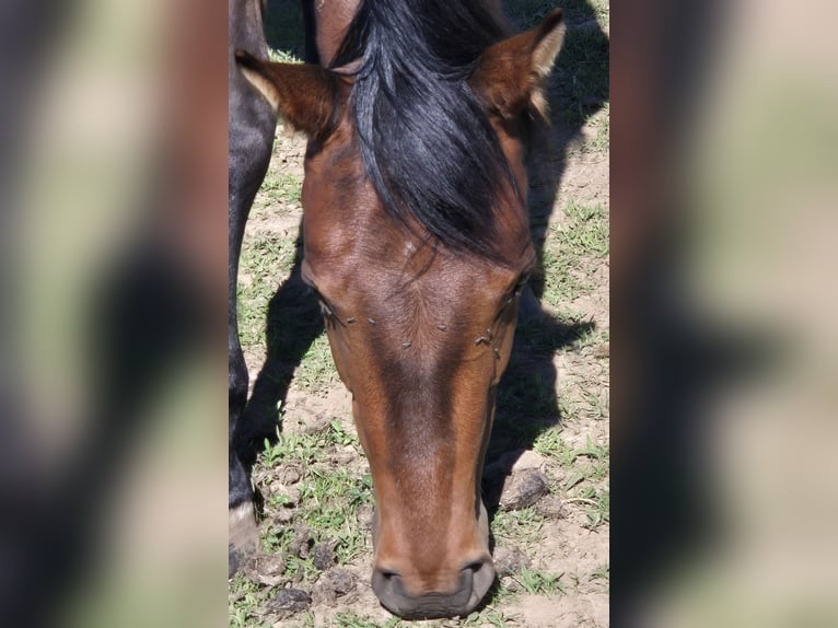 Quarter horse américain Jument 2 Ans 155 cm Bai brun in Fehl-Ritzhausen