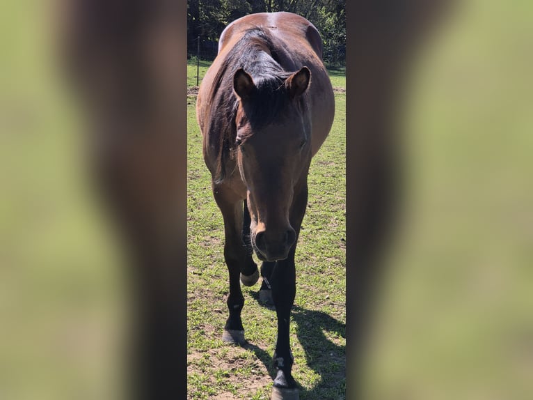 Quarter horse américain Jument 2 Ans 155 cm Bai brun in Fehl-Ritzhausen