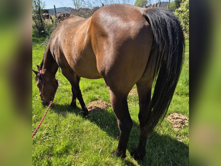 Quarter horse américain Jument 2 Ans 155 cm Bai brun in Fehl-Ritzhausen
