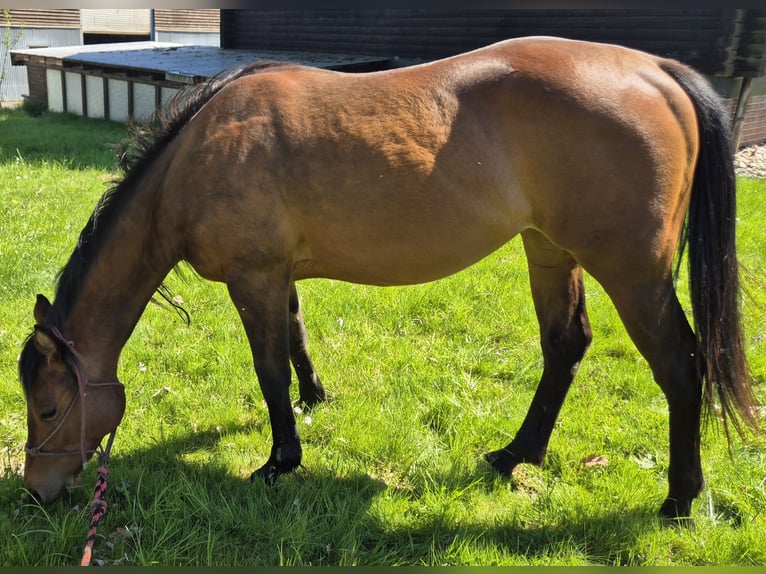 Quarter horse américain Jument 2 Ans 155 cm Bai brun in Fehl-Ritzhausen