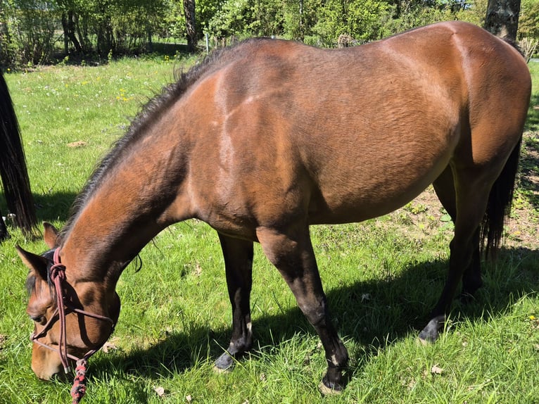 Quarter horse américain Jument 2 Ans 155 cm Bai brun in Fehl-Ritzhausen