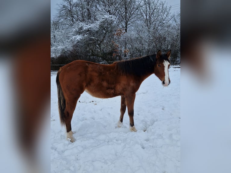 Quarter horse américain Jument 2 Ans 155 cm Bai in Eberbach