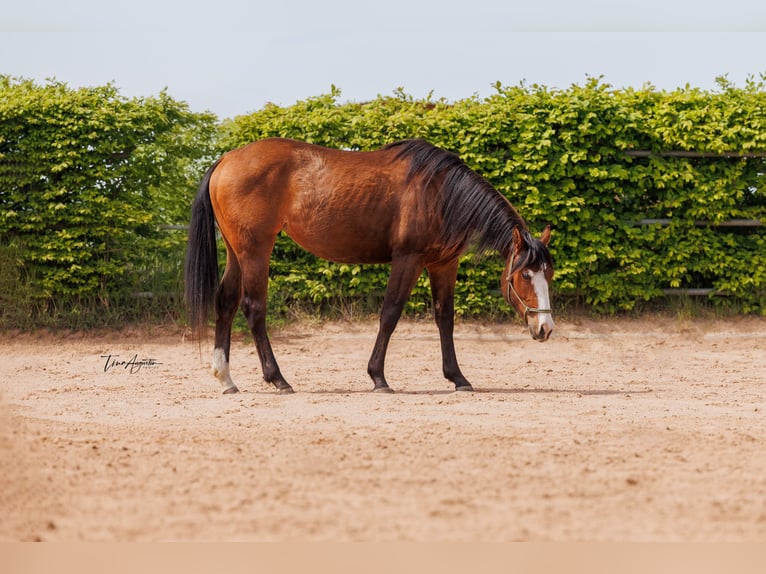 Quarter horse américain Jument 2 Ans 155 cm Bai in Stahnsdorf