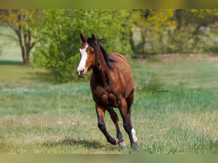 Quarter horse américain Jument 2 Ans 155 cm Bai in Stahnsdorf