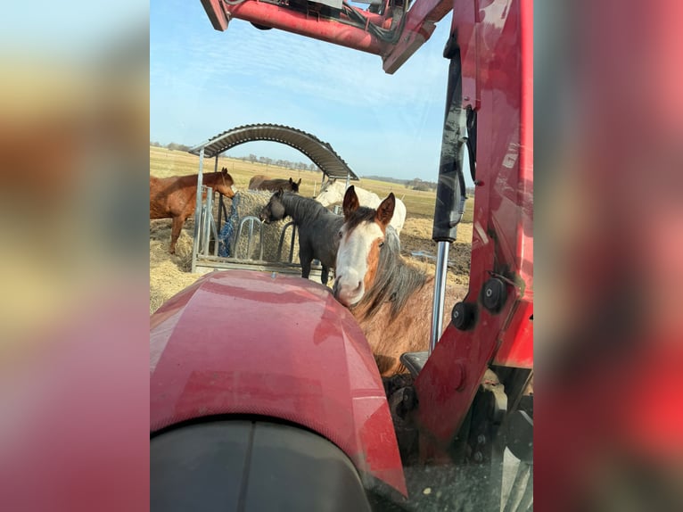 Quarter horse américain Jument 2 Ans 155 cm Roan-Bay in Rostock