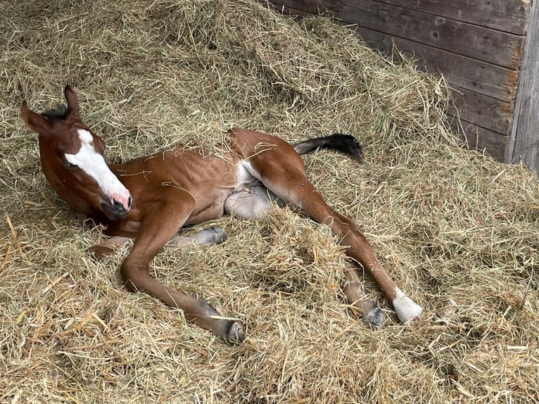 Quarter horse américain Jument 2 Ans 155 cm in Stahnsdorf