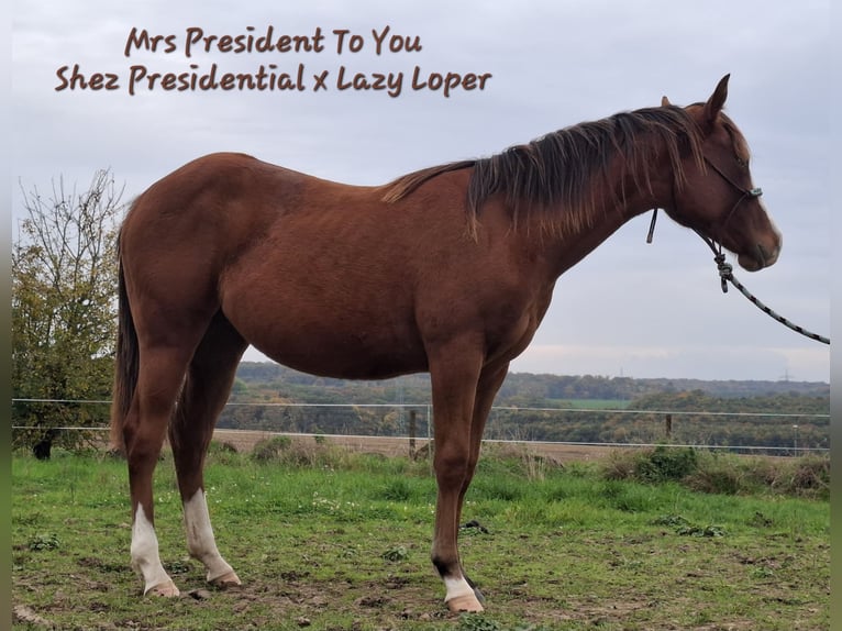 Quarter horse américain Jument 2 Ans 156 cm Bai in Echternacherbrück