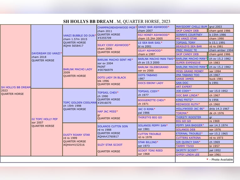 Quarter horse américain Jument 2 Ans 158 cm Alezan dun in Hofstade