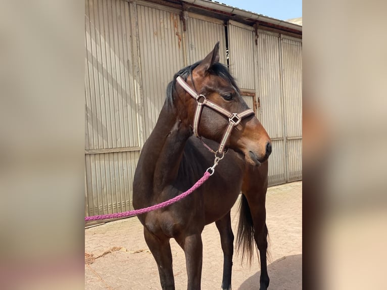 Quarter horse américain Jument 2 Ans 158 cm Bai brun in Illingen