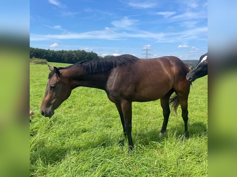 Quarter horse américain Jument 2 Ans 158 cm Bai brun in Illingen