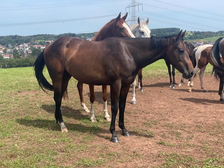 Quarter horse américain Jument 2 Ans 158 cm Bai brun in Illingen