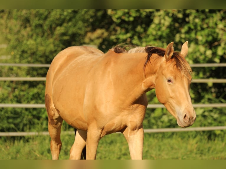 Quarter horse américain Croisé Jument 2 Ans 158 cm Champagne in Waldshut-Tiengen