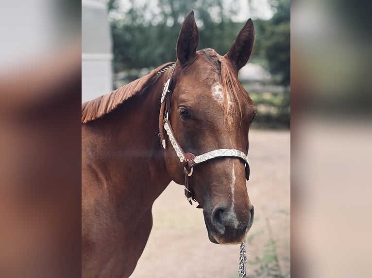 Quarter horse américain Jument 2 Ans 160 cm Alezan brûlé in Bad Soden-Salm&#xFC;nster