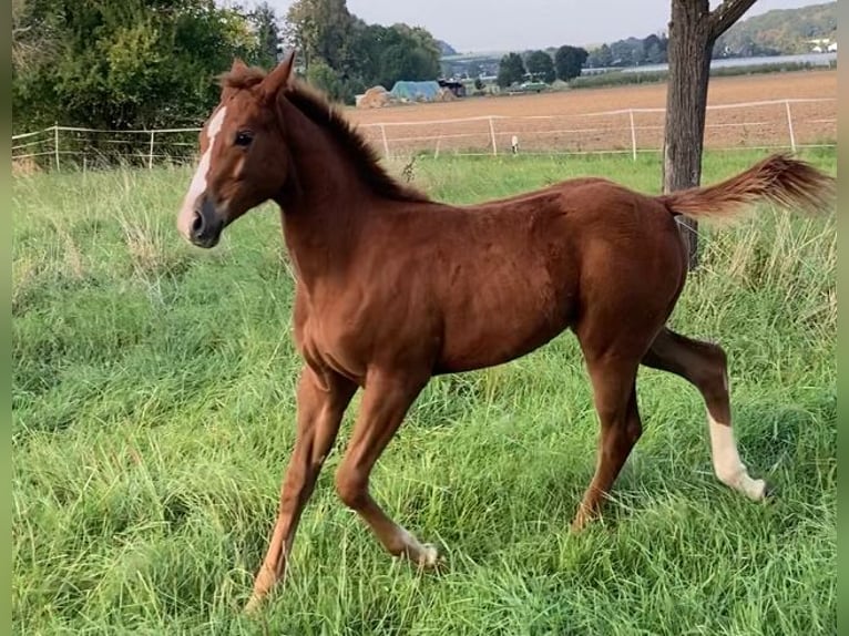 Quarter horse américain Jument 2 Ans 160 cm Alezan in Wachtberg