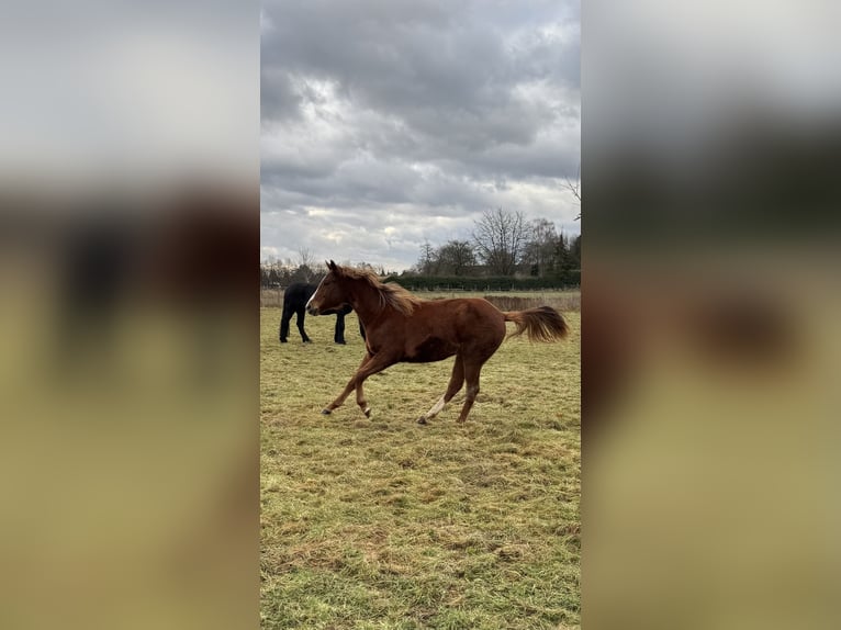 Quarter horse américain Jument 2 Ans 160 cm Alezan in Wachtberg