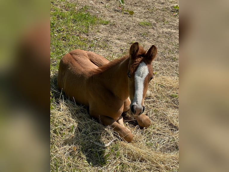 Quarter horse américain Jument 2 Ans 160 cm Alezan in Langenau