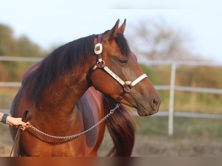 Quarter horse américain Jument 2 Ans 160 cm Bai in Herborn