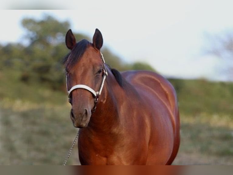 Quarter horse américain Jument 2 Ans 160 cm Bai in Herborn