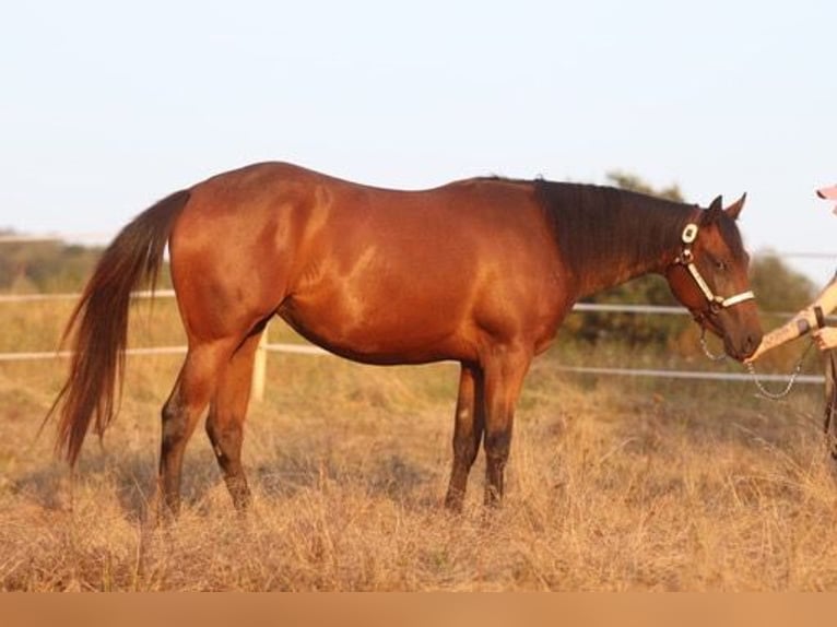 Quarter horse américain Jument 2 Ans 160 cm Bai in Herborn