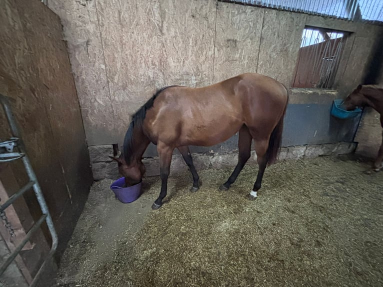 Quarter horse américain Jument 2 Ans 160 cm Bai in Kirchendemenreuth