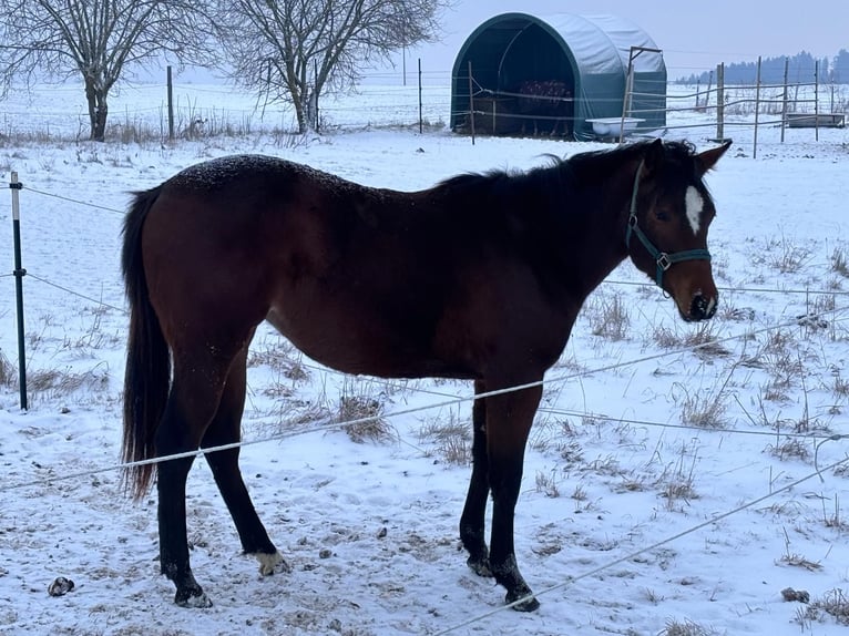 Quarter horse américain Jument 2 Ans 160 cm Bai in Kirchendemenreuth