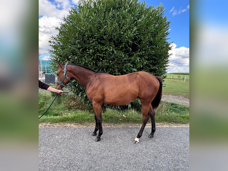 Quarter horse américain Jument 2 Ans 160 cm Bai in Kirchendemenreuth